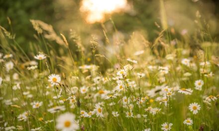 Interview with HEART Community Group